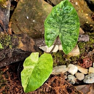 Alocasia Odora Batik